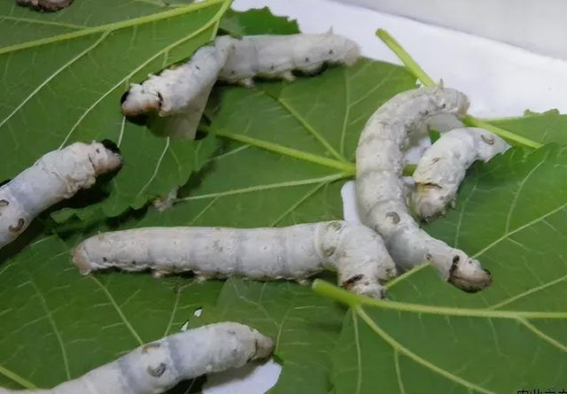 蓖麻用途有多大？