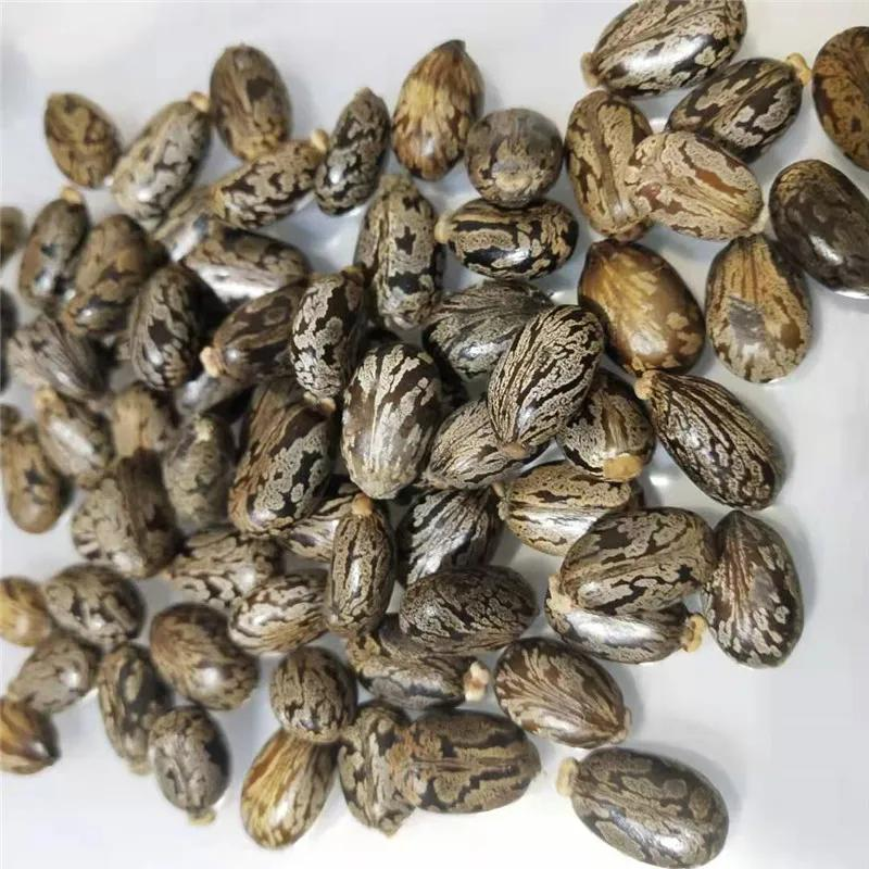 境外推廣種植蓖麻，為國內產(chǎn)業(yè)發(fā)展提供穩定原料